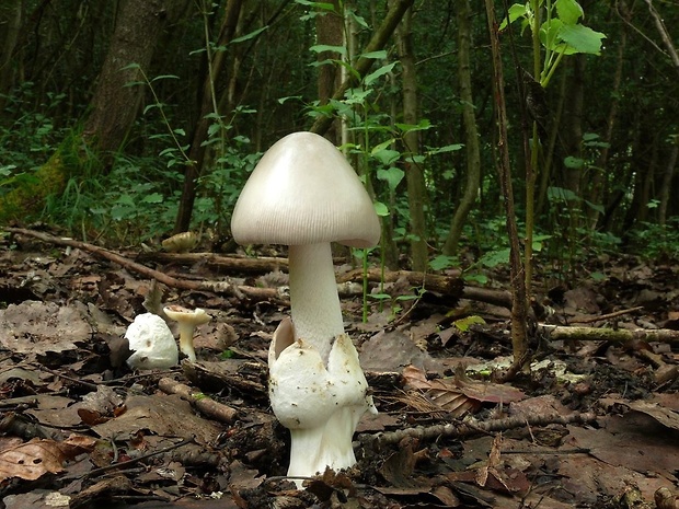 muchotrávka Amanita sp.