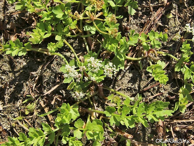 zeler plazivý Apium repens (Jacq.) Lag.