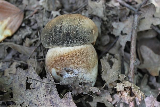 hríb bronzový Boletus aereus Bull. ex Fr.