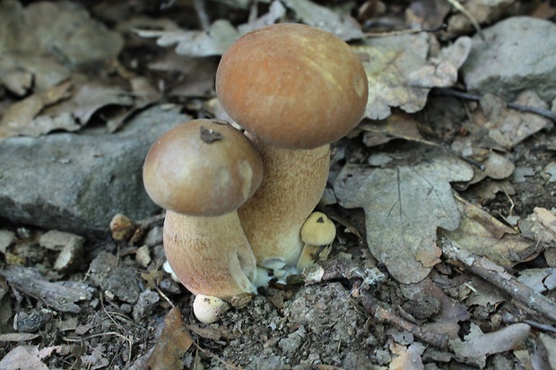 hríb dubový Boletus reticulatus Schaeff.