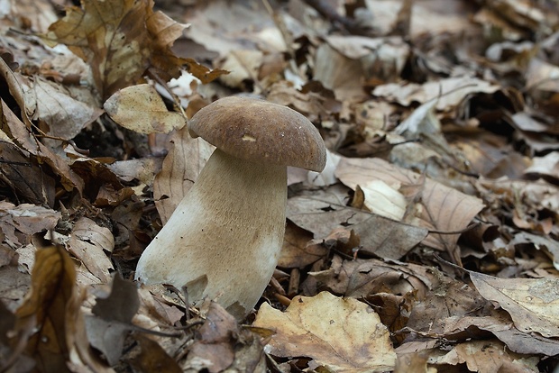 hríb dubový Boletus reticulatus Schaeff.