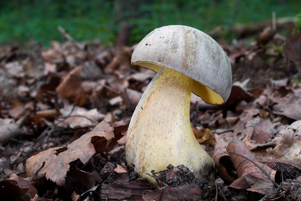 hríb striebristý Butyriboletus fechtneri (Velen.) D. Arora & J.L. Frank