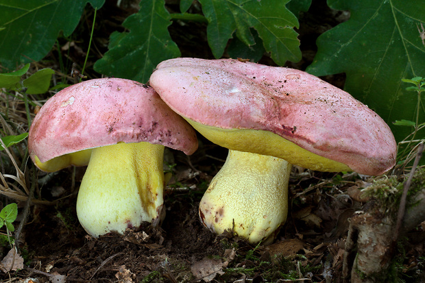 hríb kráľovský Butyriboletus regius (Krombh.) D. Arora & J.L. Frank