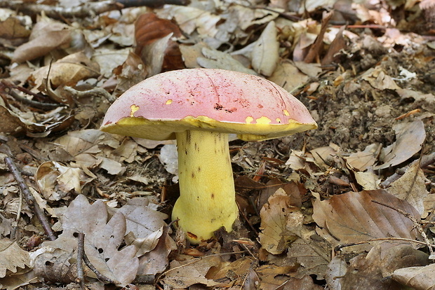 hríb kráľovský Butyriboletus regius (Krombh.) D. Arora & J.L. Frank