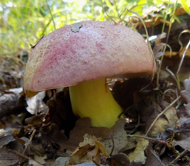 hríb kráľovský Butyriboletus regius (Krombh.) D. Arora & J.L. Frank