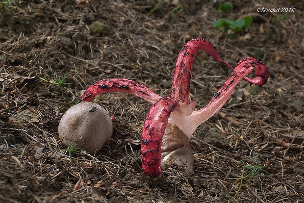 mrežovka kvetovitá Clathrus archeri (Berk.) Dring