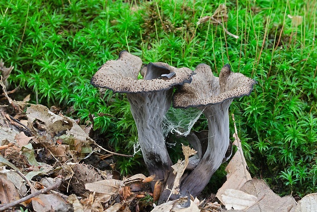 lievik trúbkovitý Craterellus cornucopioides (L.) Pers.