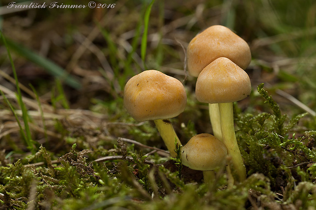 strapcovka zväzkovitá Hypholoma fasciculare (Huds.) P. Kumm.