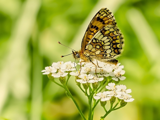 hnedáčik skorocelový Melitaea athalia