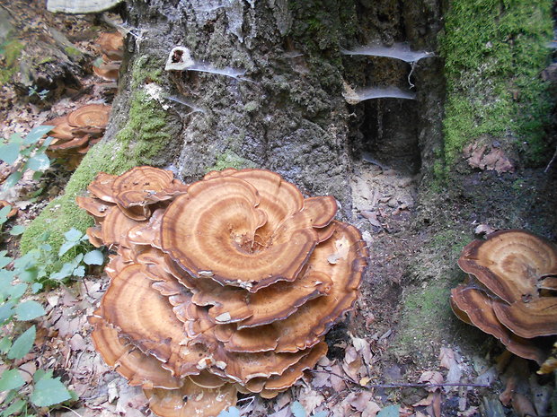 vejárovec obrovský Meripilus giganteus (Pers.) P. Karst.