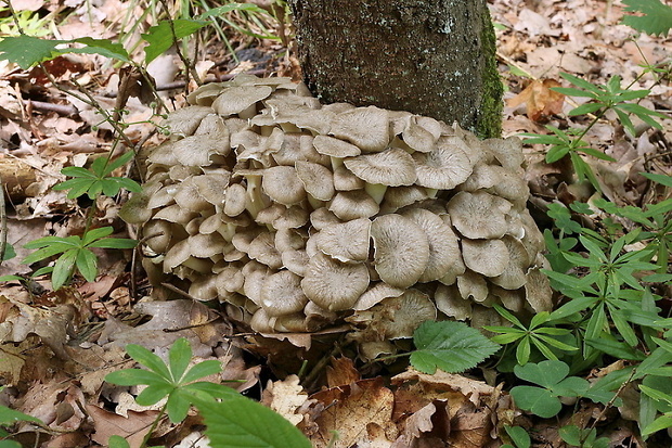 trúdnik klobúčkatý Polyporus umbellatus (Pers.) Fr.