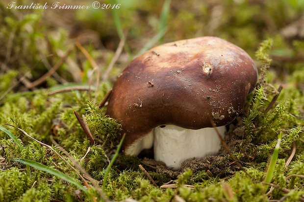 plávka lasičia Russula mustelina Fr.