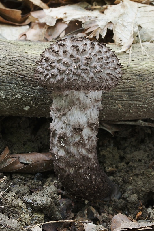 šiškovec šupinatý Strobilomyces strobilaceus (Scop.) Berk.