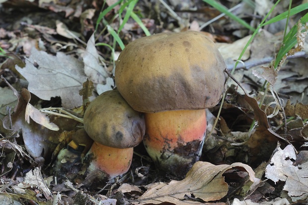 hríb zrnitohlúbikový Sutorius luridiformis (Rostk.) G. Wu & Zhu L. Yang