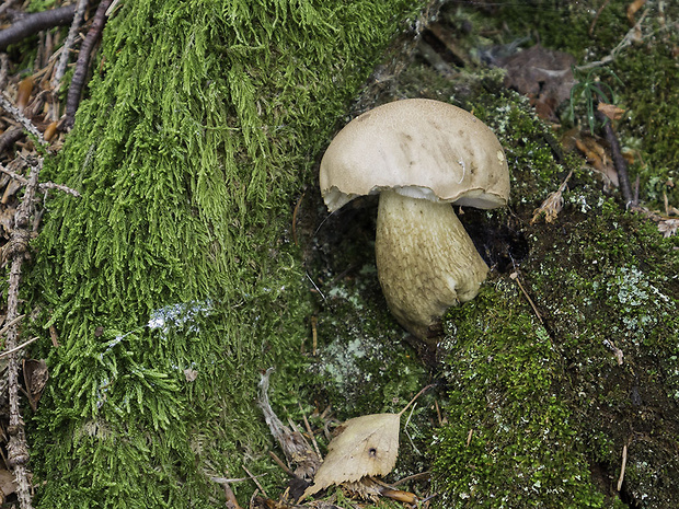 podhríb žlčový mierny Tylopilus felleus var. alutarius (Fr.) P. Karst.