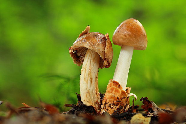 muchotrávka plavohnedá Amanita fulva Fr.