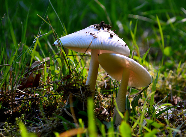 muchotrávka Amanita sp.