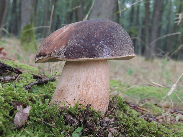 hríb bronzový Boletus aereus Bull. ex Fr.