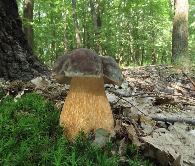 hríb bronzový Boletus aereus Bull. ex Fr.