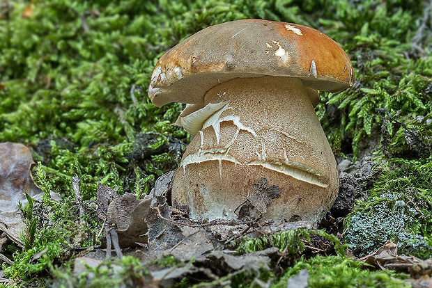 hríb bronzový Boletus aereus Bull. ex Fr.