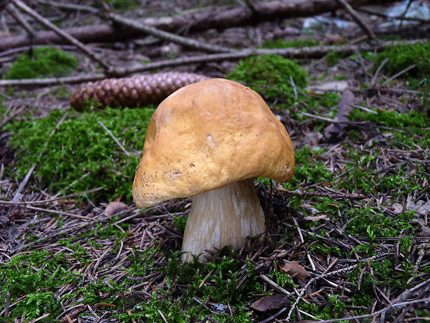 hríb smrekový Boletus edulis f. citrinus Bull.