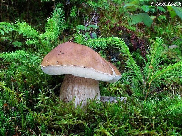 hríb smrekový Boletus edulis Bull.