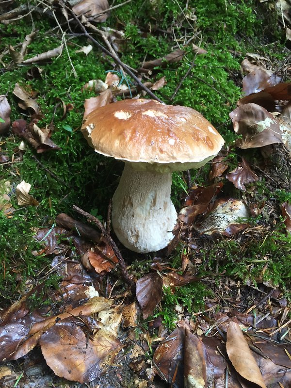 hríb smrekový Boletus edulis Bull.