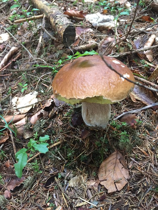 hríb smrekový Boletus edulis Bull.