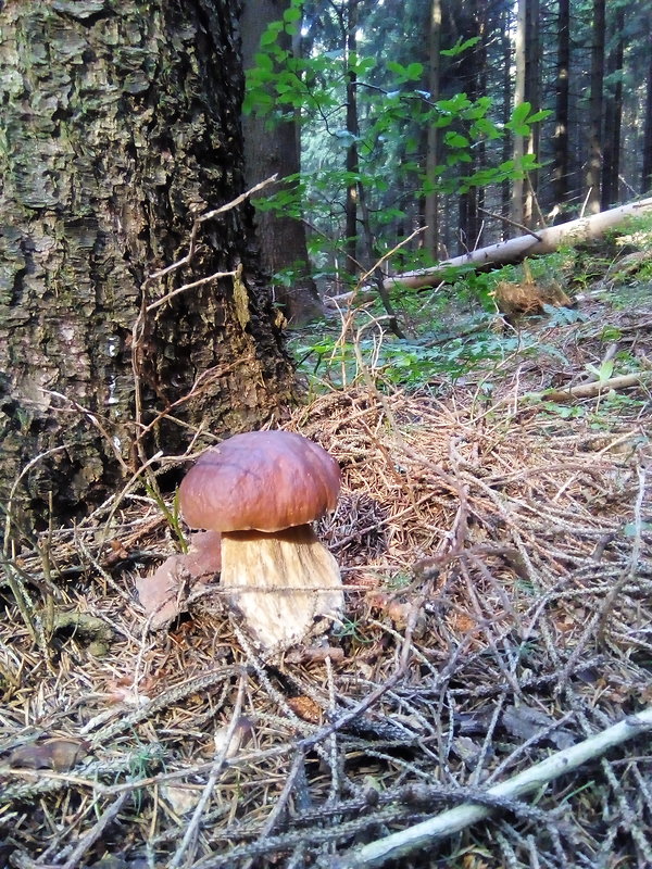 hríb smrekový Boletus edulis Bull.