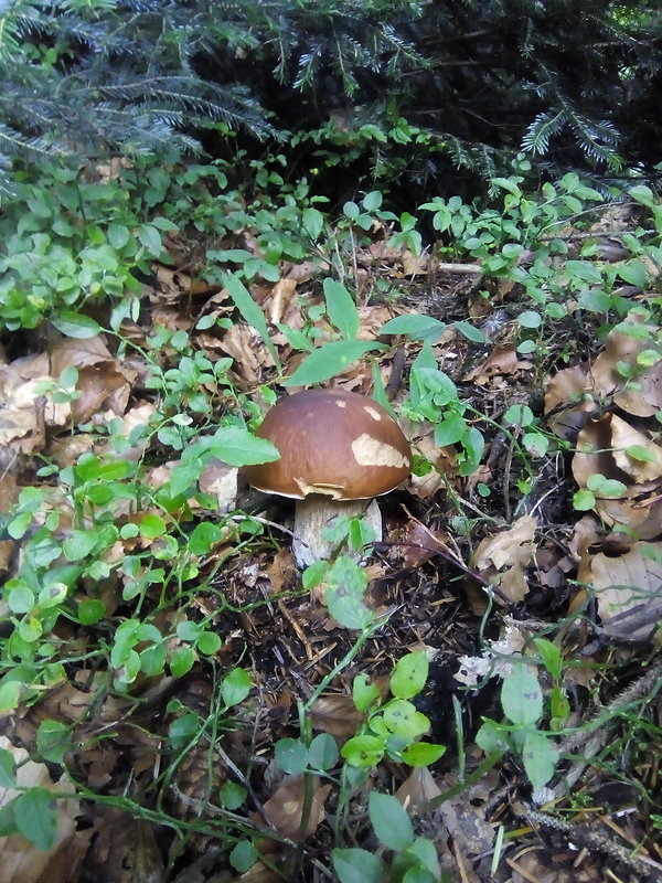 hríb smrekový Boletus edulis Bull.