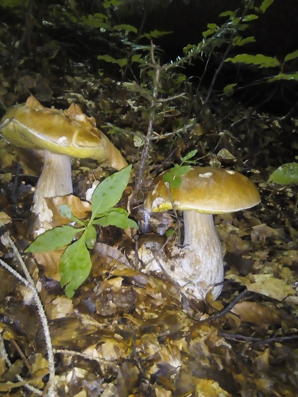 hríb smrekový Boletus edulis Bull.