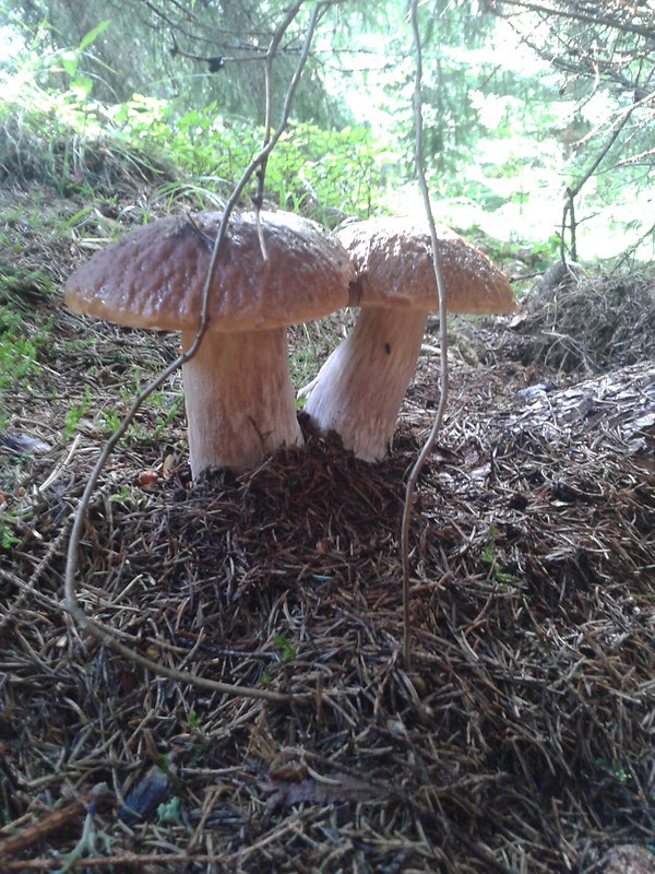 hríb smrekový Boletus edulis Bull.