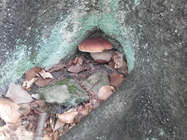 hríb smrekový Boletus edulis Bull.