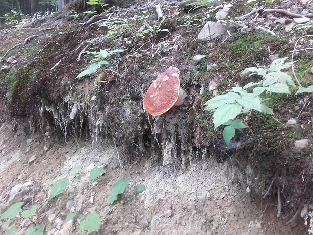 hríb smrekový Boletus edulis Bull.