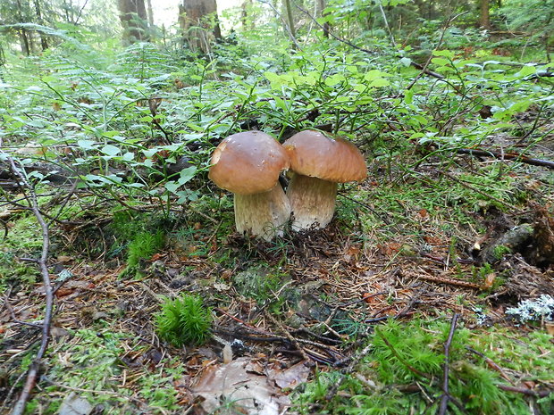 hríb smrekový Boletus edulis Bull.