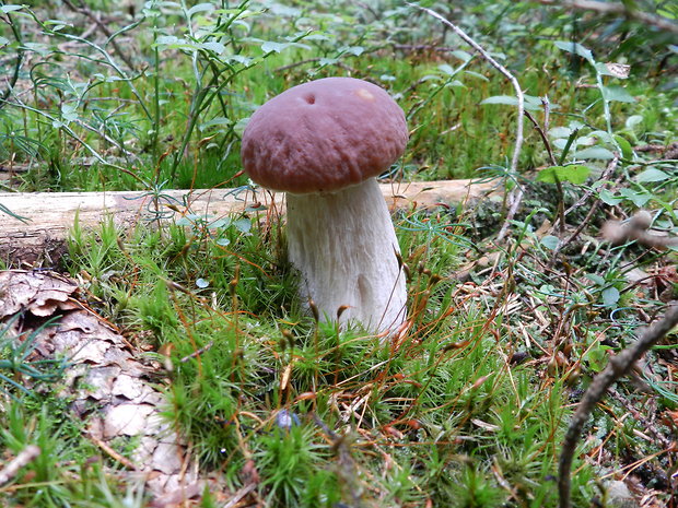 hríb smrekový Boletus edulis Bull.