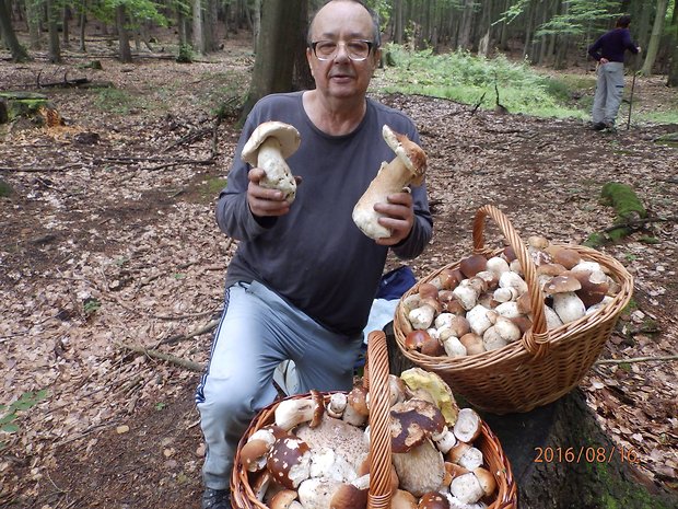 hríb smrekový Boletus edulis Bull.