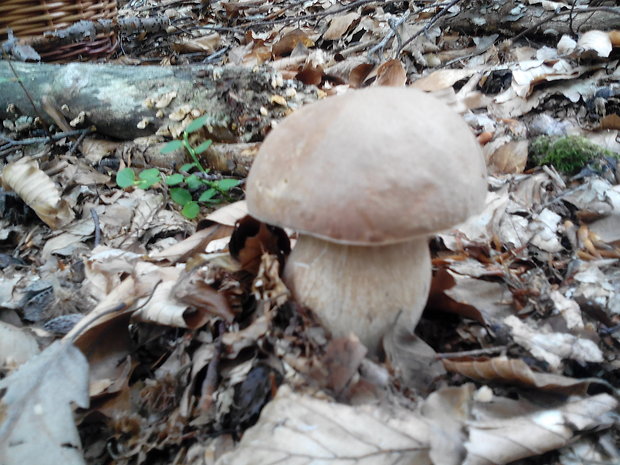 hríb dubový Boletus reticulatus Schaeff.