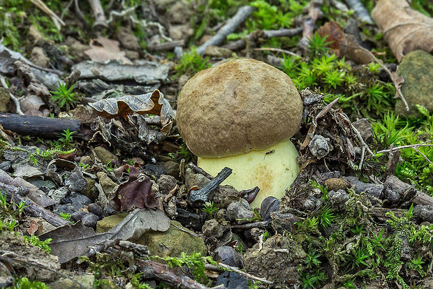 hríb príveskatý Butyriboletus appendiculatus (Schaeff. ex Fr.) Secr.