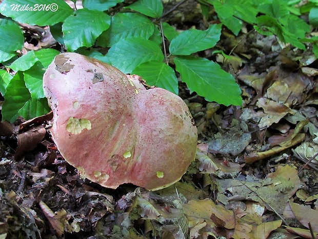 hríb kráľovský Butyriboletus regius (Krombh.) D. Arora & J.L. Frank