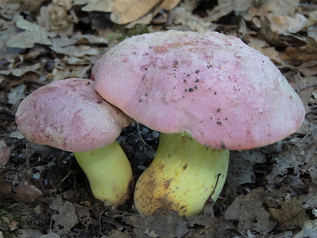 hríb kráľovský Butyriboletus regius (Krombh.) D. Arora & J.L. Frank