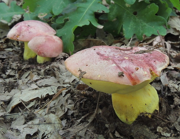 hríb kráľovský Butyriboletus regius (Krombh.) D. Arora & J.L. Frank