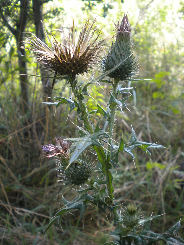 pichliač obyčajný Cirsium vulgare (Savi) Ten.