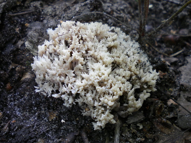 konárovka hrebenitá Clavulina coralloides (L.) J. Schröt.