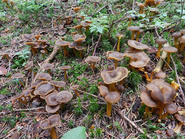 kuriatko lievikovité Craterellus tubaeformis (Fr.) Quél.