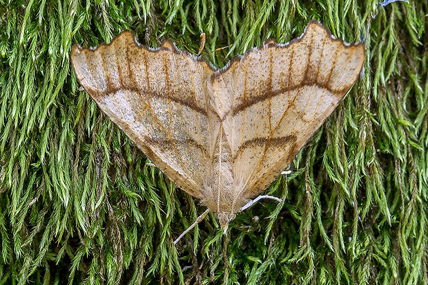 listnatka dubová  Ennomos quercinaria