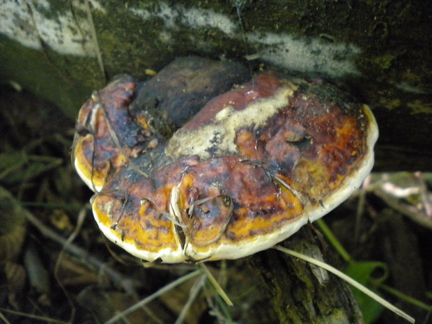 práchnovček pásikavý Fomitopsis pinicola (Sw.) P. Karst.