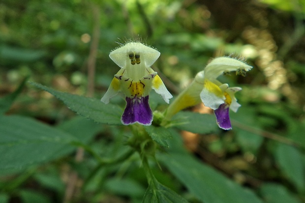 konopnica úhľadná Galeopsis speciosa Mill.