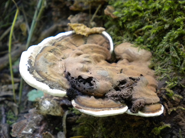 lesklokôrovka plochá Ganoderma applanatum (Pers.) Pat.