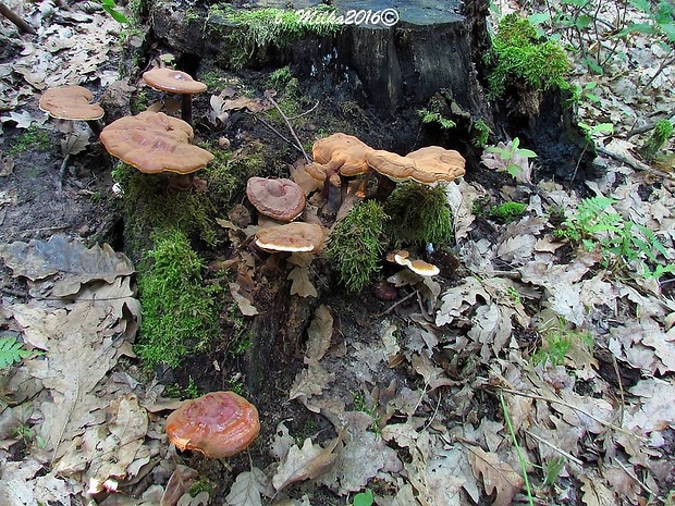 lesklokôrovka obyčajná Ganoderma lucidum (Curtis) P. Karst.